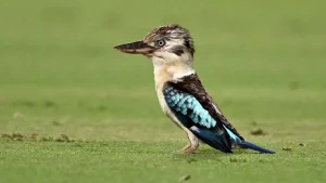 Scientists find surprising sex reversal in Australian birds