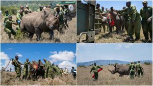 How KWS moved 10 southern white rhinos to Loisaba during a 10-day operation
