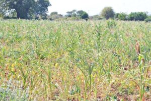 Kitui farmers advised to get right seeds as poor short rains predicted