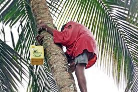Palm wine tapper dies after falling from tree in Kilifi village