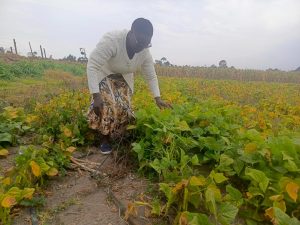 From modest beginnings to aggregator, Nyota beans empowering farmers in Narumoro