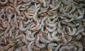 US recalls shrimp over potential radioactivity scare