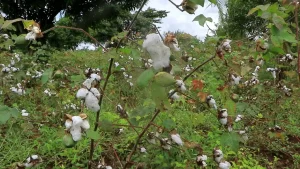Ginneries ignite cotton comeback at the Coast