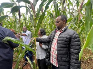 Fake seed traders put on notice as Kephis tightens noose
