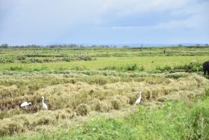 Agency buys off 150 tonnes of paddy rice to cushion Kano farmers