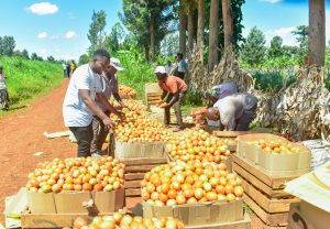 Lobby group sensitises smallholder growers on harmful agro-chemicals