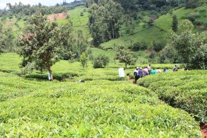 Tea firms command NSE as bonuses draw nearer