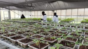 Cassava revolution: Kalro’s innovation promises disease-free harvests
