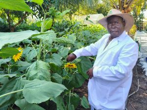 Coast farmers urged to turn to highly productive sunflower crop