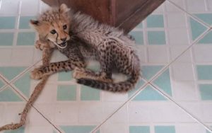 Heart of Gold: Garissa woman raises orphaned cheetah for two years