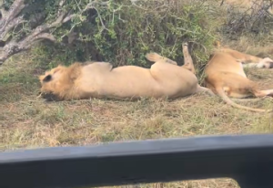 Tourist under fire over comments on sleeping lions at Kenyan park