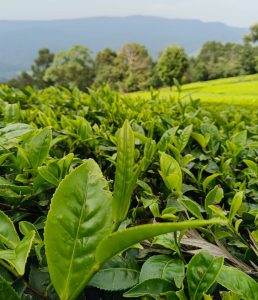 Educate smallholder tea farmers on factors affecting prices to quell discontent, players urged