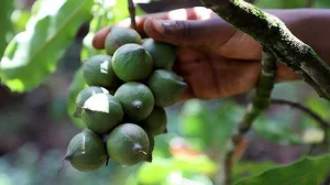 Macadamia Association refutes claims of low earnings for farmers