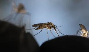 Rift Valley fever: what it is, how it spreads and how to stop it