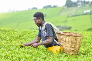 Senators demand answers over huge tea bonus disparities