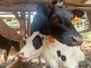 Wakulima dairy cooperative in Nyeri taps digital tools to boost milk production