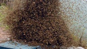 Bees storm SDA church in Kisii as pastor caught in bizarre incident linked to marital loyalty ritual