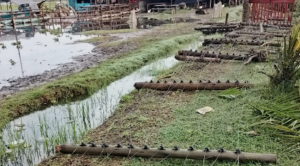 Rising Lake Naivasha sparks violent land clashes in Karagita