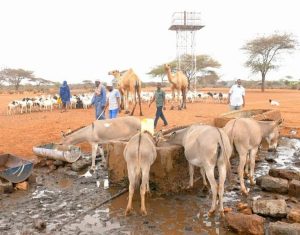 Mandera county launches emergency drought response, targets 15,000 vulnerable households