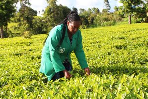 Murang’a tea farmers reject new tea law