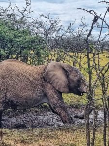 Quick action by Mara vets saves elephant from severe snare injuries