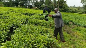 KTDA promises tea farmers higher bonuses after extensive reforms