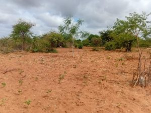 Residents face food, water scarcity as drought situation in Kitui worsens