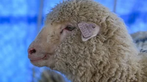 India’s first gene-edited sheep turns one