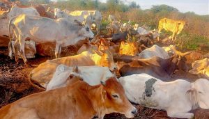 Police recover 204 stolen cattle in Meru