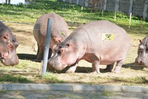 Hippo kills 2 Ugandans in attack in Lake Victoria’s Samia area, Busia
