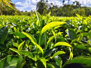 Tea production rebounds in September after three months slump