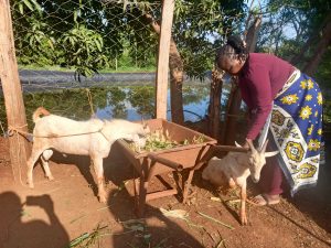 Women in Tharaka Nithi are embracing dairy goat farming for financial independence