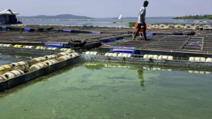 Fish farming is booming in Lake Victoria, but pollution and disease are wiping out millions. How to reduce losses