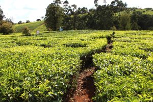 KTDA works to resolve perennial delays in disbursement of fertilisers