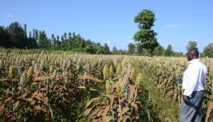 KBL launches Sh33.7 million campaign to benefit sorghum farmers