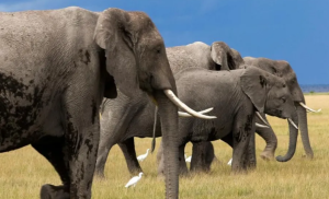 Elephant kills woman in Kibiko, Kajiado County