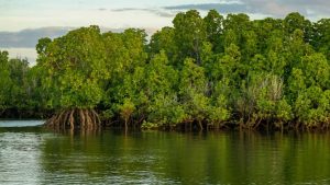 ‘Tiger widows’ restoring the world’s largest mangrove forest