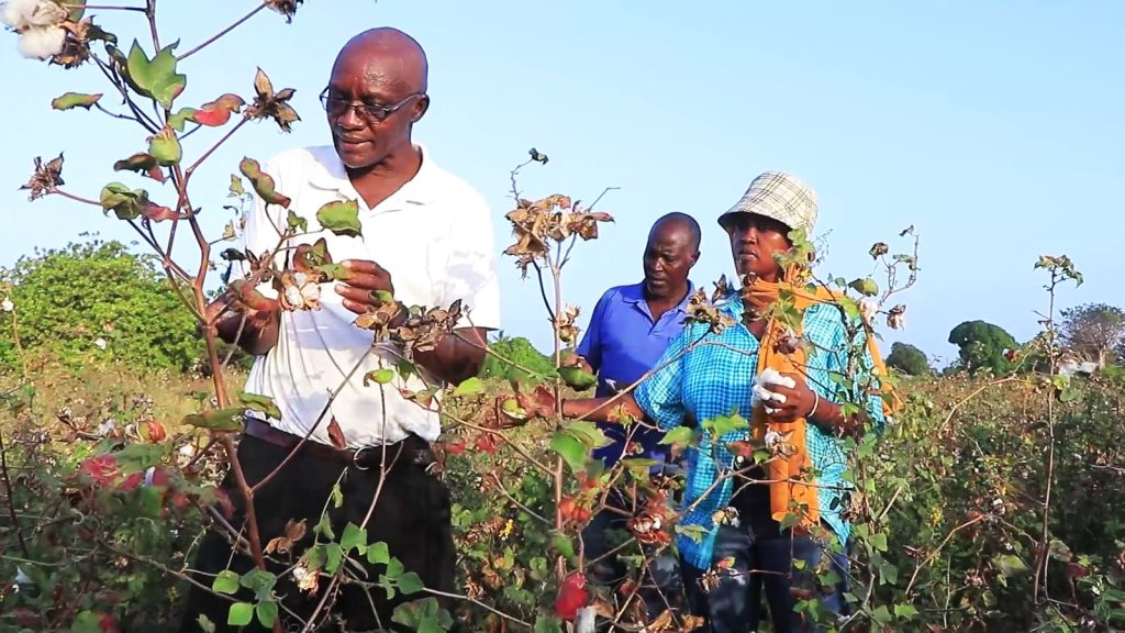 Lamu’s ‘White Gold’ fuels a fresh start for Kenya’s cotton sector