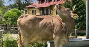 Cow astonishes scientists with rare use of tools