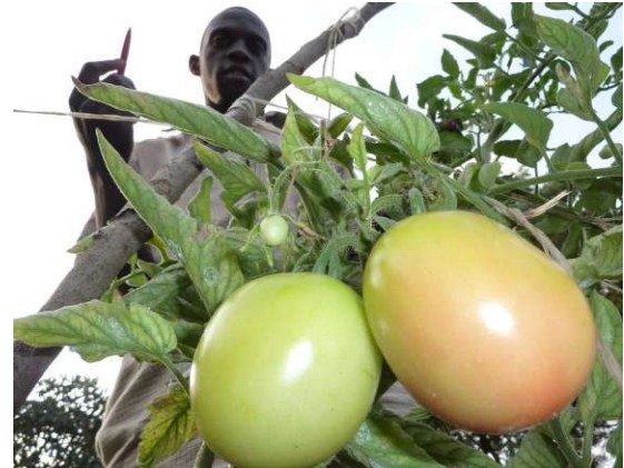 Tomato farmers ditch open field for controlled cultivation