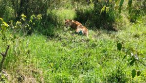 KWS rescues injured Lioness in Maasai Mara