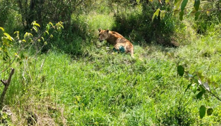 KWS rescues injured Lioness in Maasai Mara