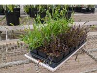 Scientists now develop crops that detect harmful chemicals