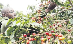 How AGRA seeks transform smallholder farming into thriving businesses