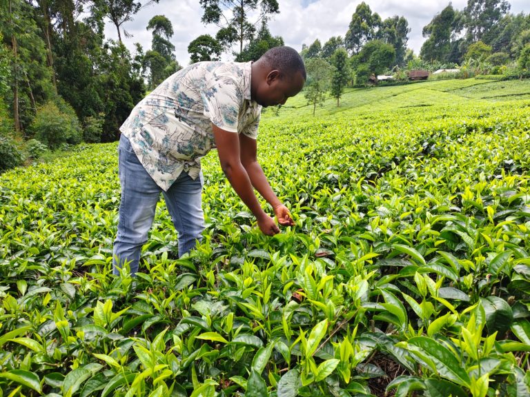 Farmers earn Sh2.6 billion in weekly tea, coffee auction