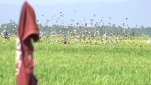 Rice farmers in Kisumu count millions in losses as birds ravage West Kano scheme