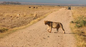 Poisoned carcass kills 6 lions, 34 vultures near Amboseli National Park