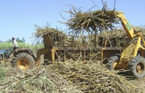 Over 30,000 sugar companies workers issue strike notice over Ksh.10.8B unpaid salary arrears
