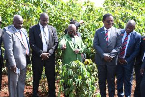 Agency clears disease-tolerant GM cassava for rollout after trial
