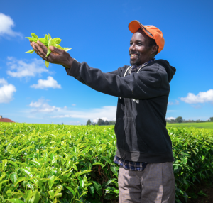 Kenya tea exports surge in October despite market disruptions and Iran ban